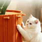 🥕Halber Preis für begrenzte Zeit🐱Gemütliches Karotten-Katzennest